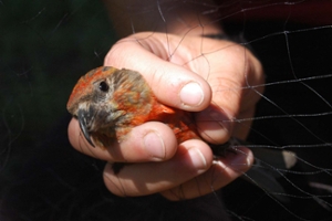 crossbill