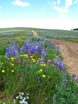 Bighorns Biodiversity