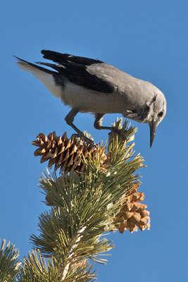 Clarks Nutcracker