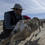 Matthew J. Kauffman, University of Wyoming Program in Ecology faculty