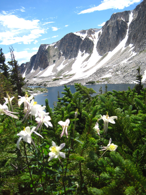 Columbines - Snowies