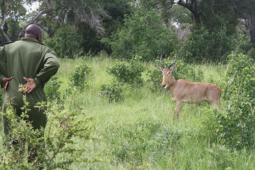 Abdullahi Ali, Program in Ecology student at the university of Wyoming, conducts research on hiorla