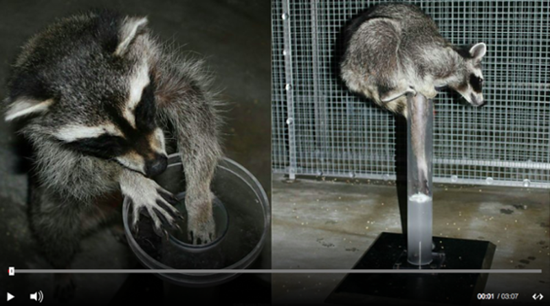Raccoons experiment