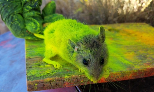 This is a photo of a mouse with glowing dust