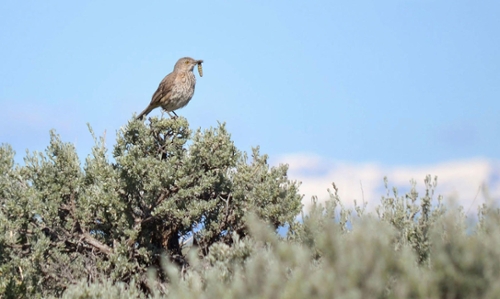 photo of a sage thrasher