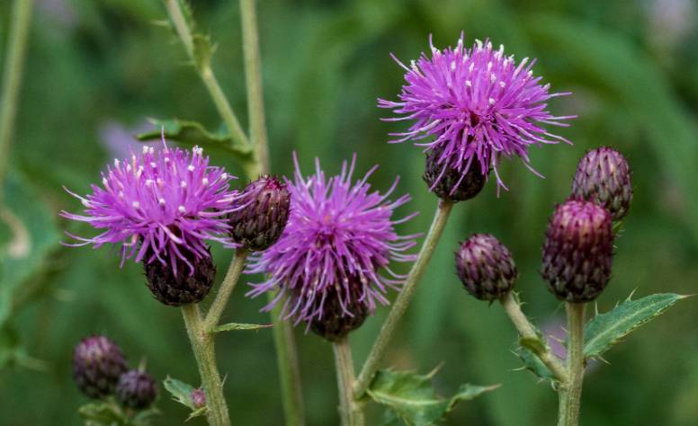 Cirsium arvense flowers photo by Andrew Kniss