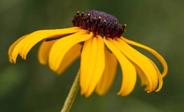 Brown-eyed susan flower photo by Andrew Kniss