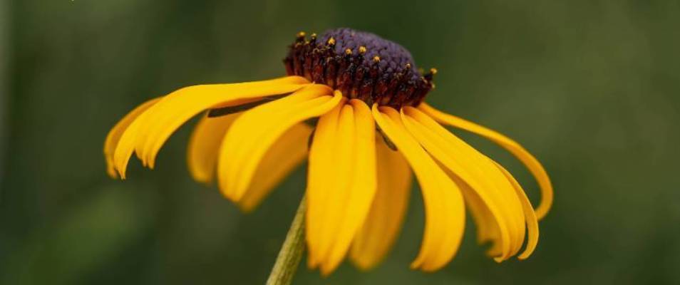 Brown eyed susan flower