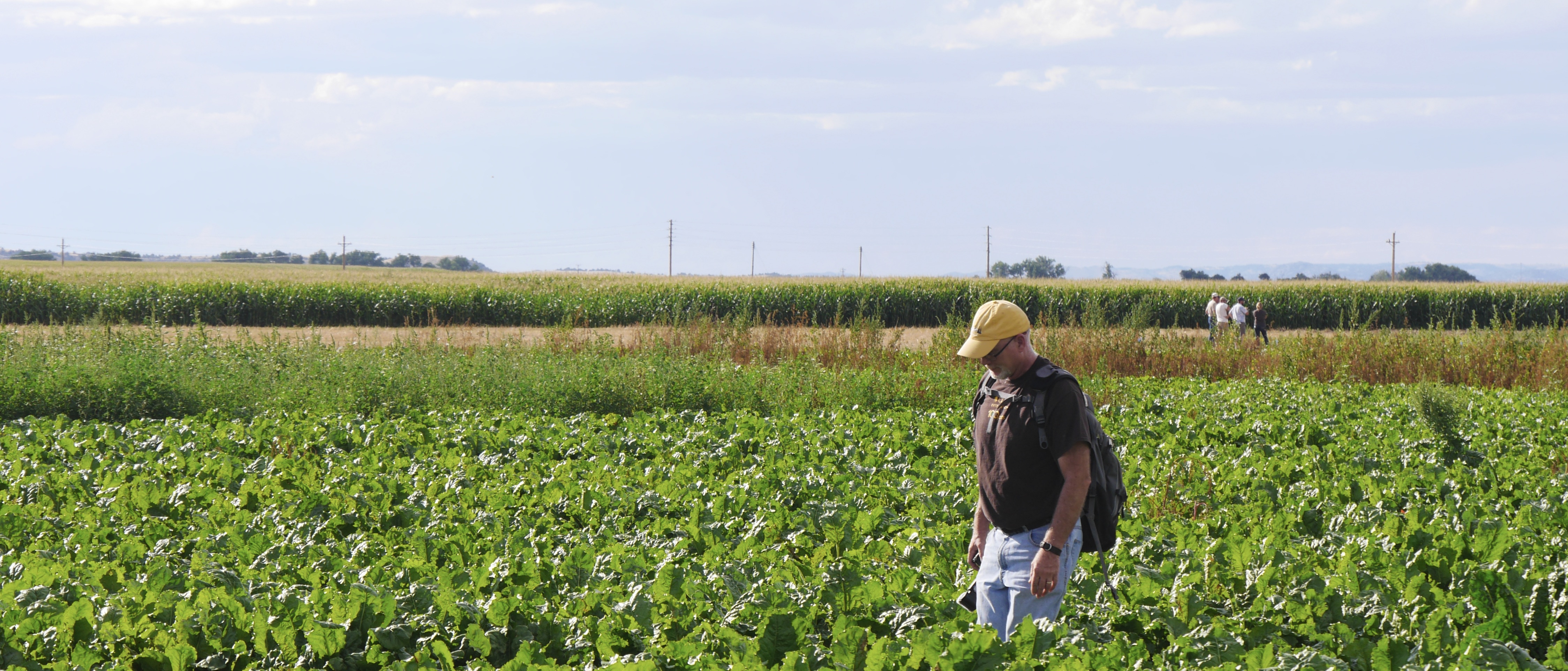 Man in field