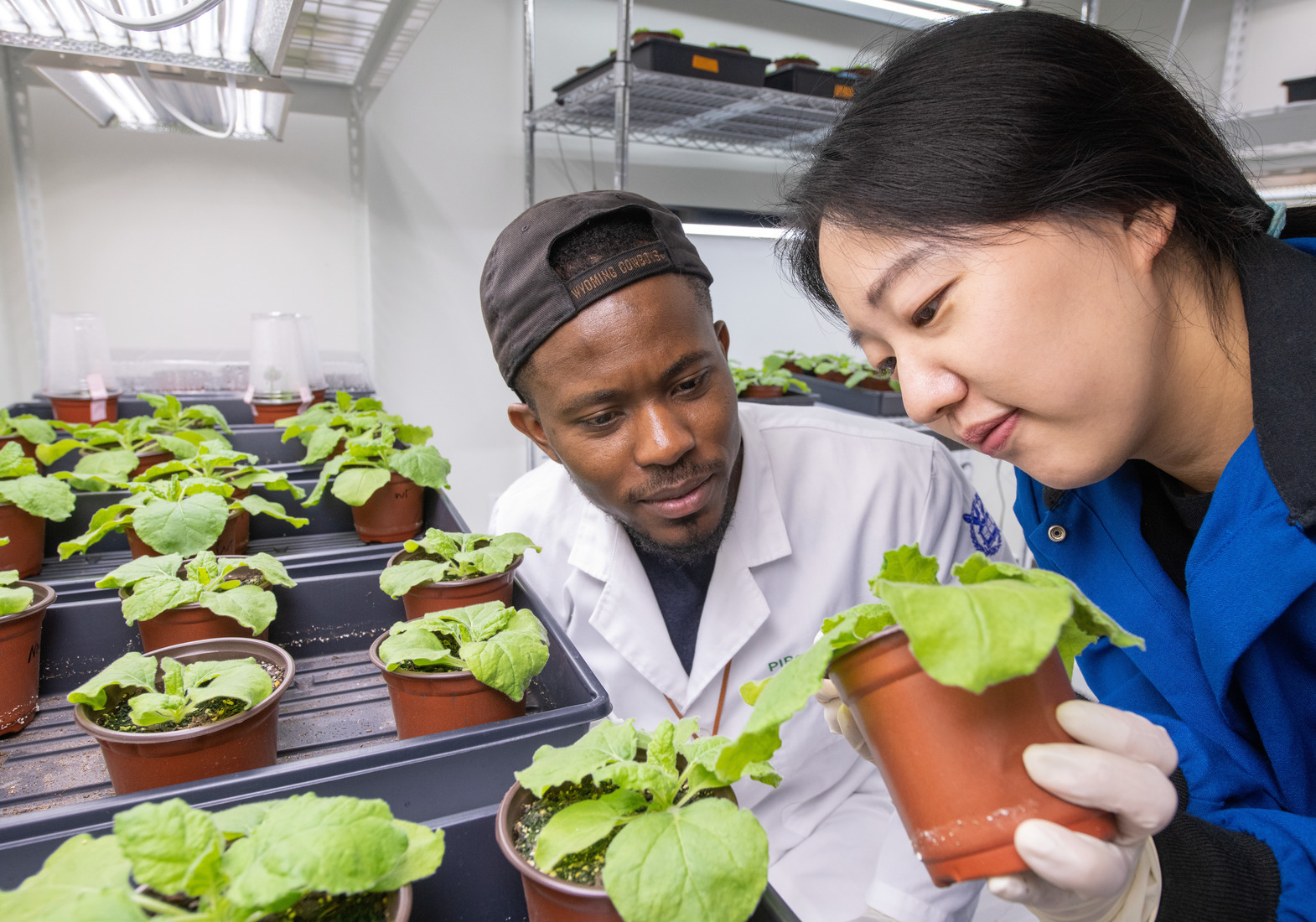 Two students examine plants in a lab