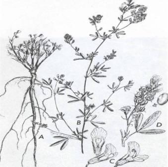 alfalfa plant