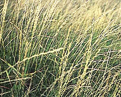 Pubescent wheatgrass