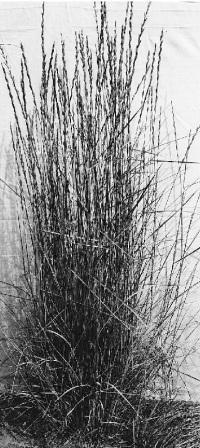 Tall wheatgrass