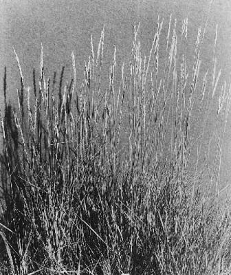 Western wheatgrass