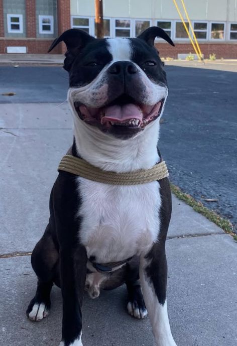 A black and white dog sits with his tongue hanging out.
