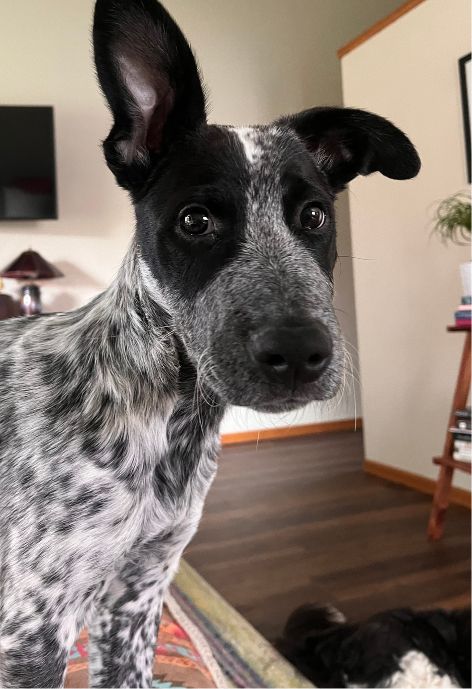 A small black and white dog with his ear perked up.
