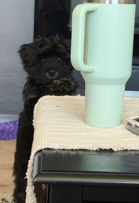 A miniature schnauzer being bad