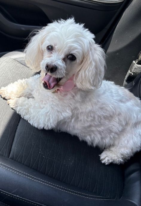 A small white dog sits on a car seat.
