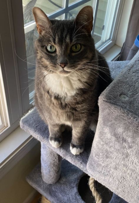 A grey cat perched on a scratching post.