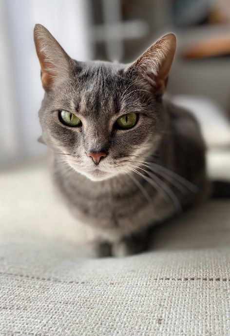A grey cat with green eyes