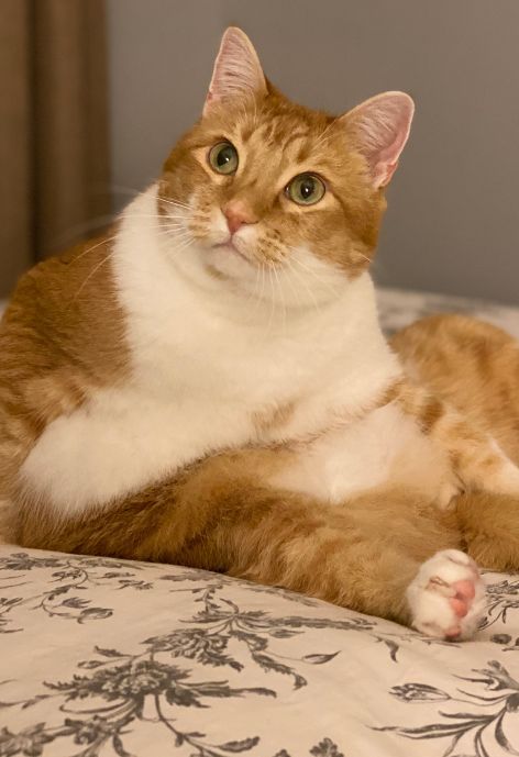 An orange cat with a white chest.