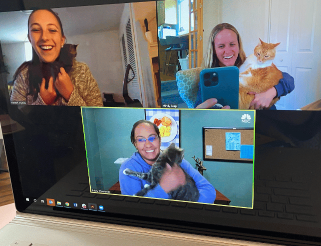 A zoom meeting with three people holding their cats.