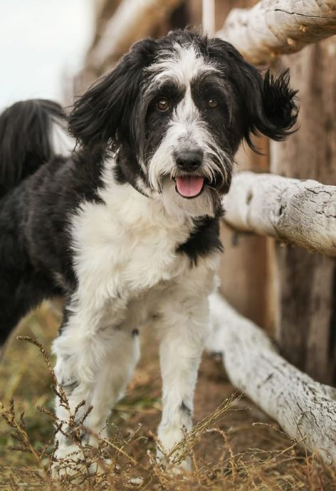 A fluffy black and white dog next to a fence.