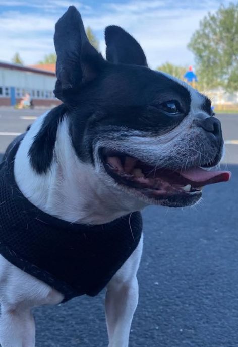 A black and white dog in a harness with its tongue hanging out.