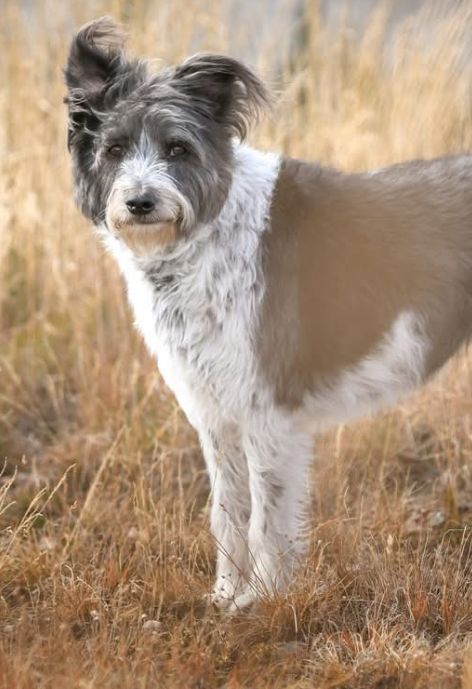 A fluffy grey and white dog stands in a field.