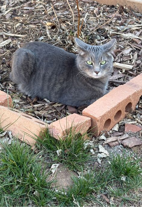 A grey cat sits next to some bricks in a garden bed.