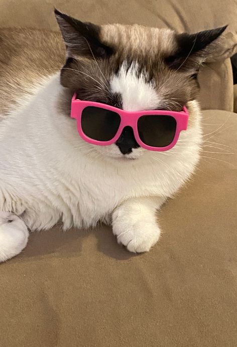 A brown and white cat with pink sunglasses on its face.
