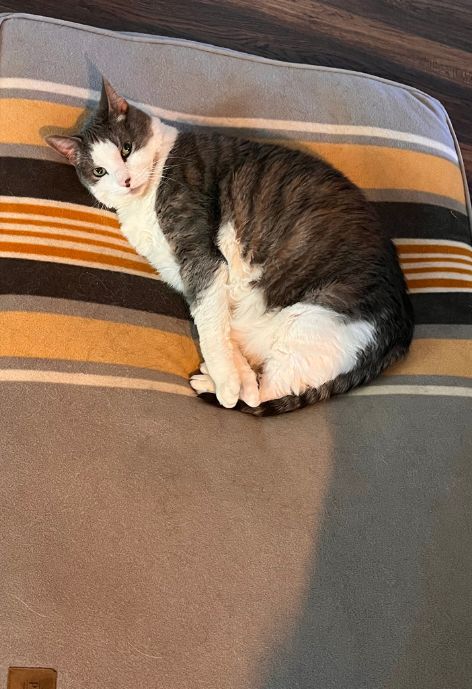 A grey and white striped cat lays on a striped pillow.