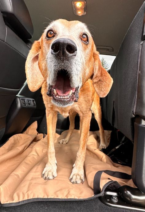 A large tan dog with his mouth open.