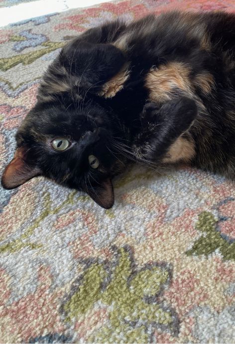 A brown and black cat lays on its back on a rug.
