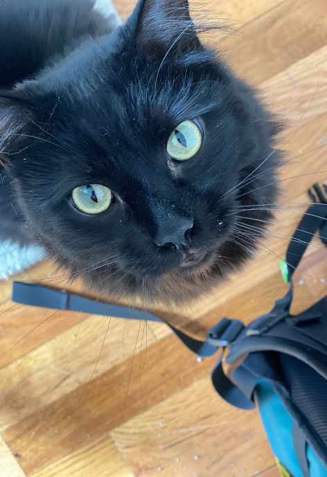 A fluffy black cat with green eyes looks up at the camera.