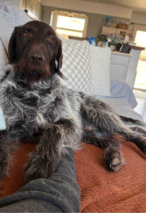 A wire hair griffon pointer dog sits on a couch.