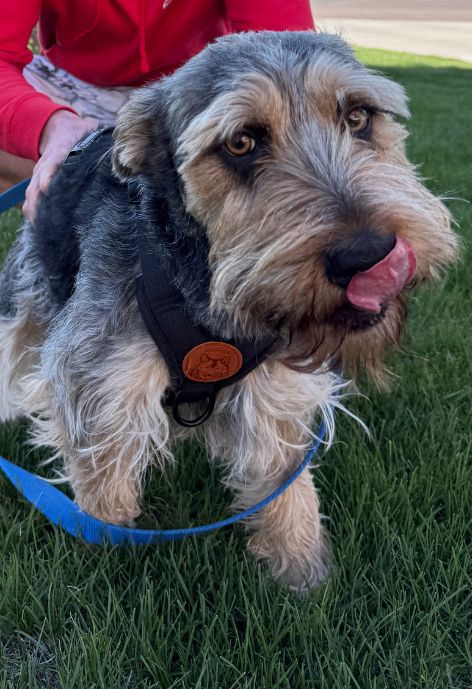 A wire hair grey and brown dog stick his tongue out.