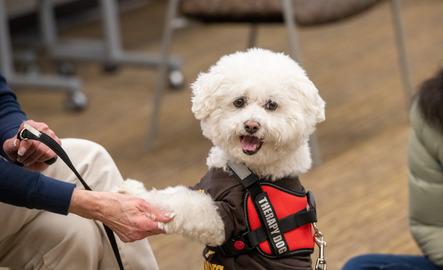 A therapy dog wearing a University of Wyoming t-shirt supports UW students at a Campus Rec event at Half Acre