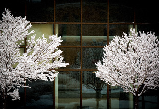 two trees covered in snow on campus