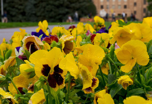 Yellow spring flowers in bloom during spring on campus