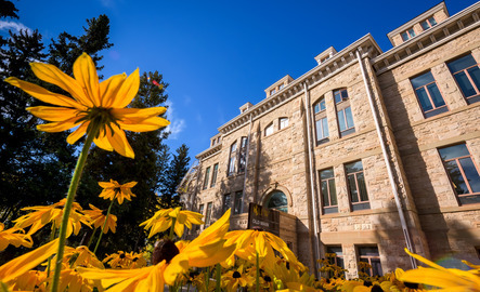 yellow flowers in front of a building on campus