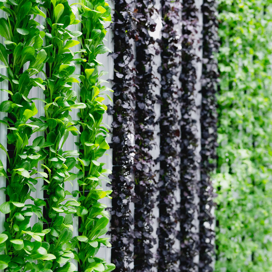 Vertical plants at the Plant Growth & Phenotyping Facility