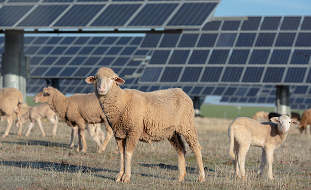 sheep and solar panels