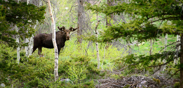 Moose