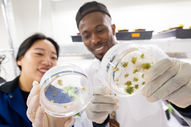 Two students studying growth in petri dishes