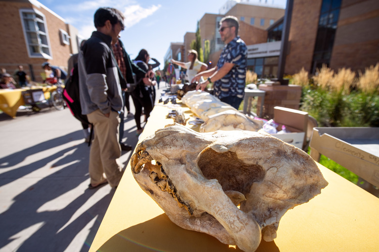 Animal skull on display at the UW STEM Carnival