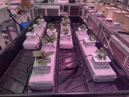 CEA Growing Systems