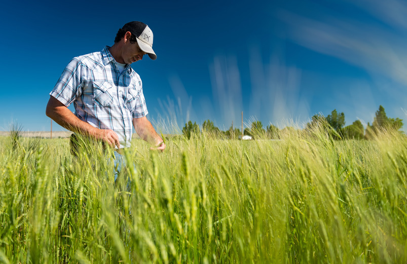 A farmer stands in a field of wheat