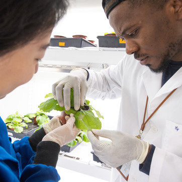 Two University of Wyoming research team members examine a plant in one of the UW labs.
