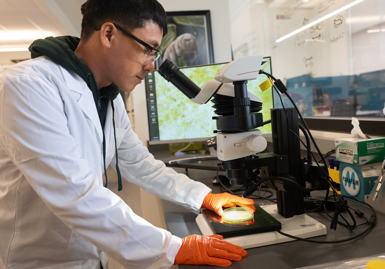 A researcher as part of Wyoming EPSCoR looks at a sample using a microscope in a University of Wyoming lab.